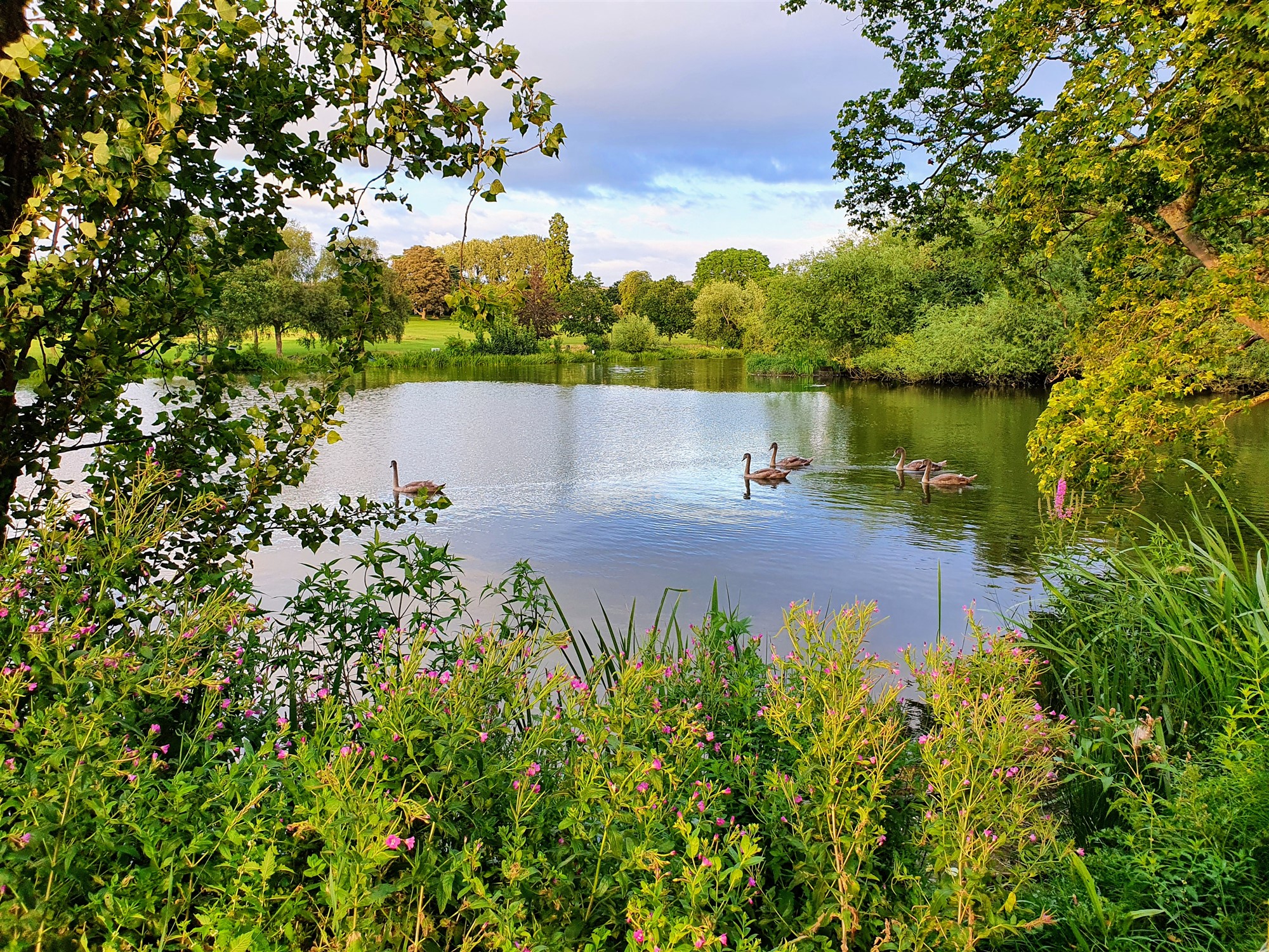 Laura Gemma-Nichols - Swan lake