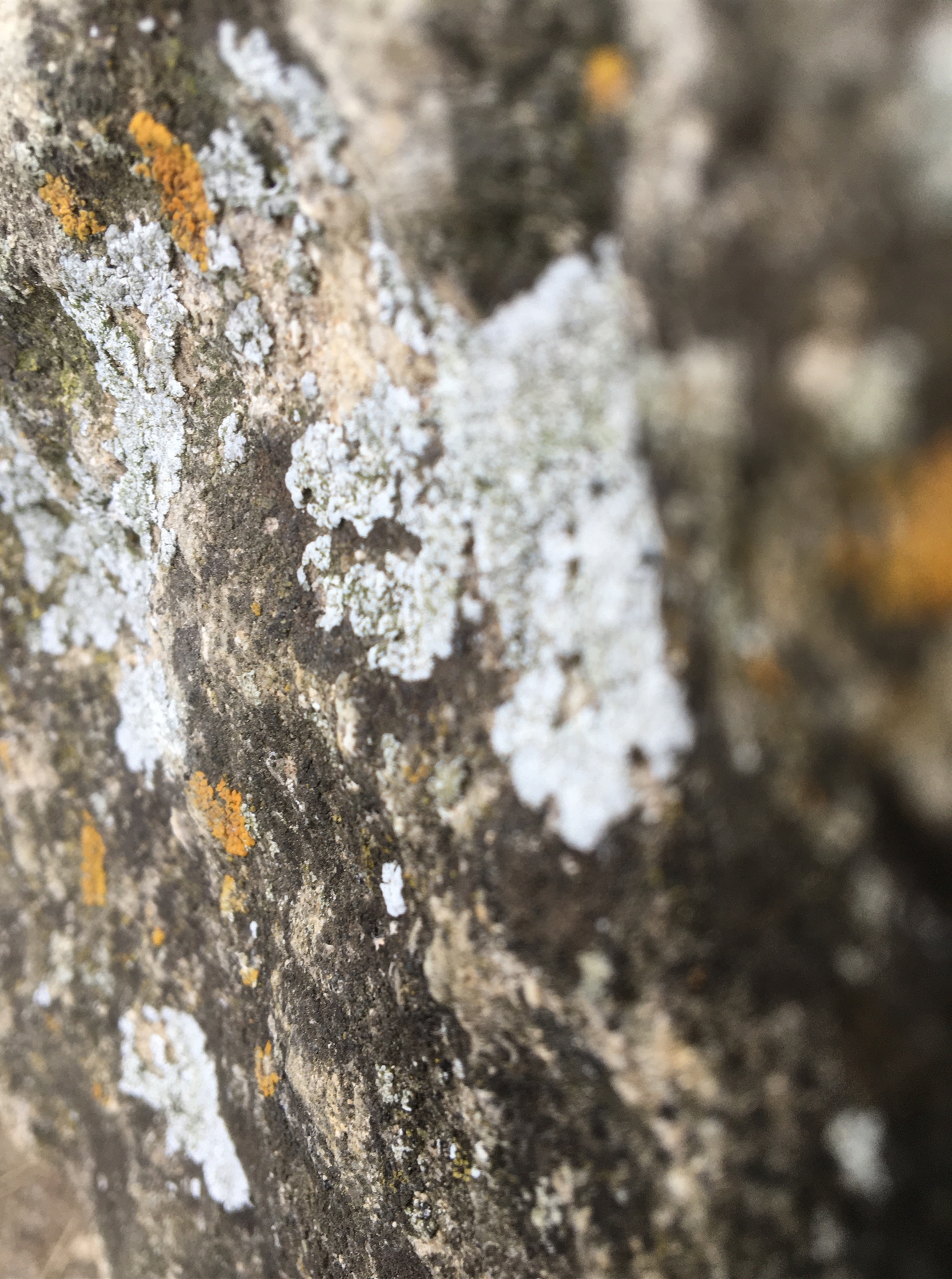 Daragh Whelan - Nature Rock